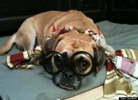 ralphie the puggle's harry potter glasses
