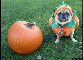 Pug in a pumpkin patch