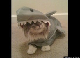 Tiger Shark