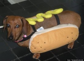Hot Dog in a Bun