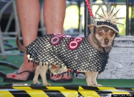 Aye Chihuahua!