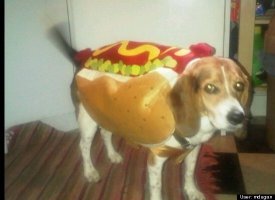 Hot Dog Hound