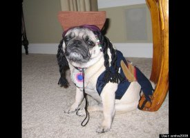 puggy pirate!