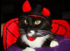Devil Cat