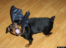 Killer Min Pin