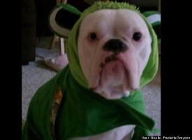 Kermit the Bully
