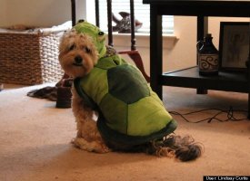 Turtle Digby!