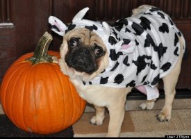 Dairy Pug