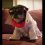 Little Jerry of the Vegas Pug Club as Elvis
