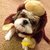 Monkey Pup