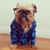 Hipster Dog
