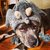 Elephant Dog
