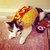 Hot Dog Cat