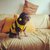 Bee Cat