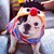 Ernie The French Bulldog