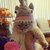 Shark Cat