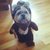 Ewok Pooch
