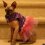 Ballerina Sphynx
