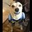 Cattledog Batman