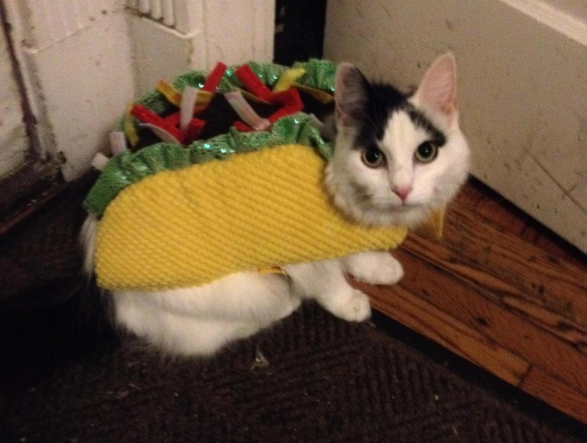 Let's All Dress Up Like Tacos For Halloween HuffPost