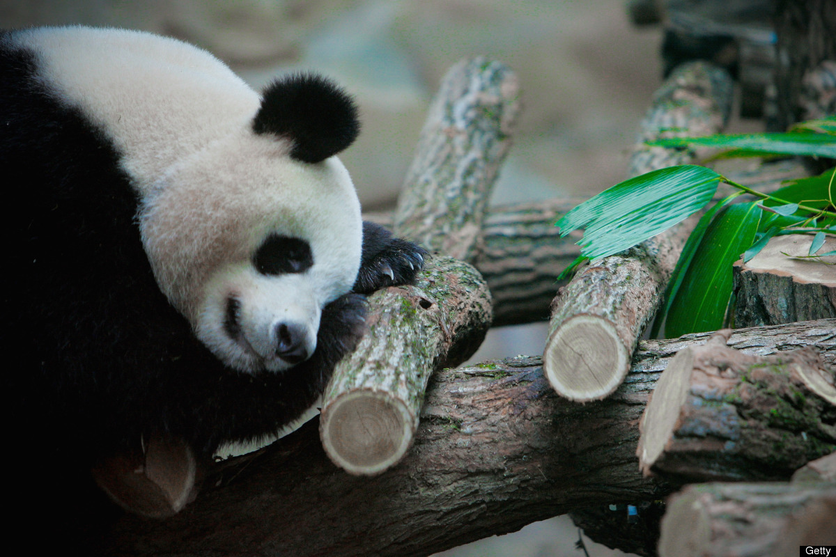 Giant Pandas: The Debate Over Their Survival (PICTURES) | HuffPost UK