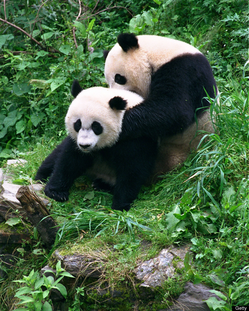 Giant Pandas The Debate Over Their Survival Pictures