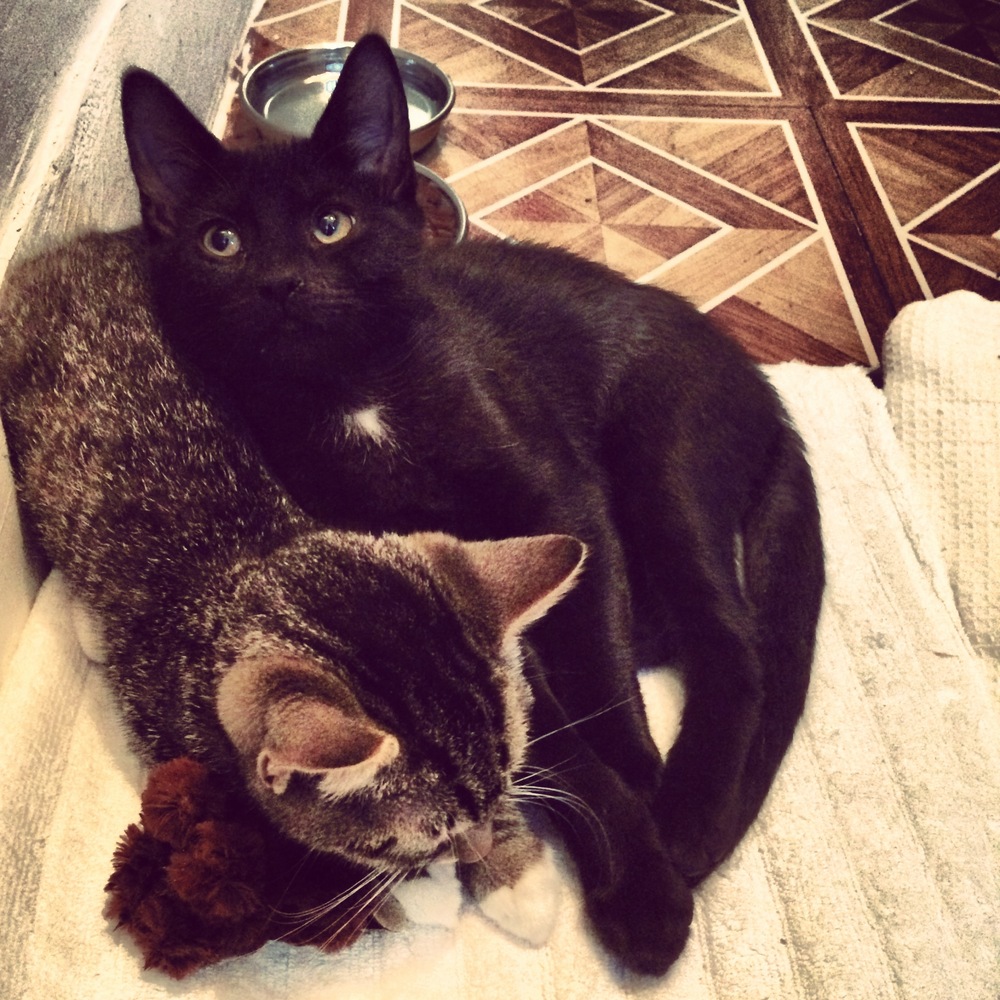 'Subway Kittens' Find A Permanent Home In Brooklyn (PHOTOS) HuffPost