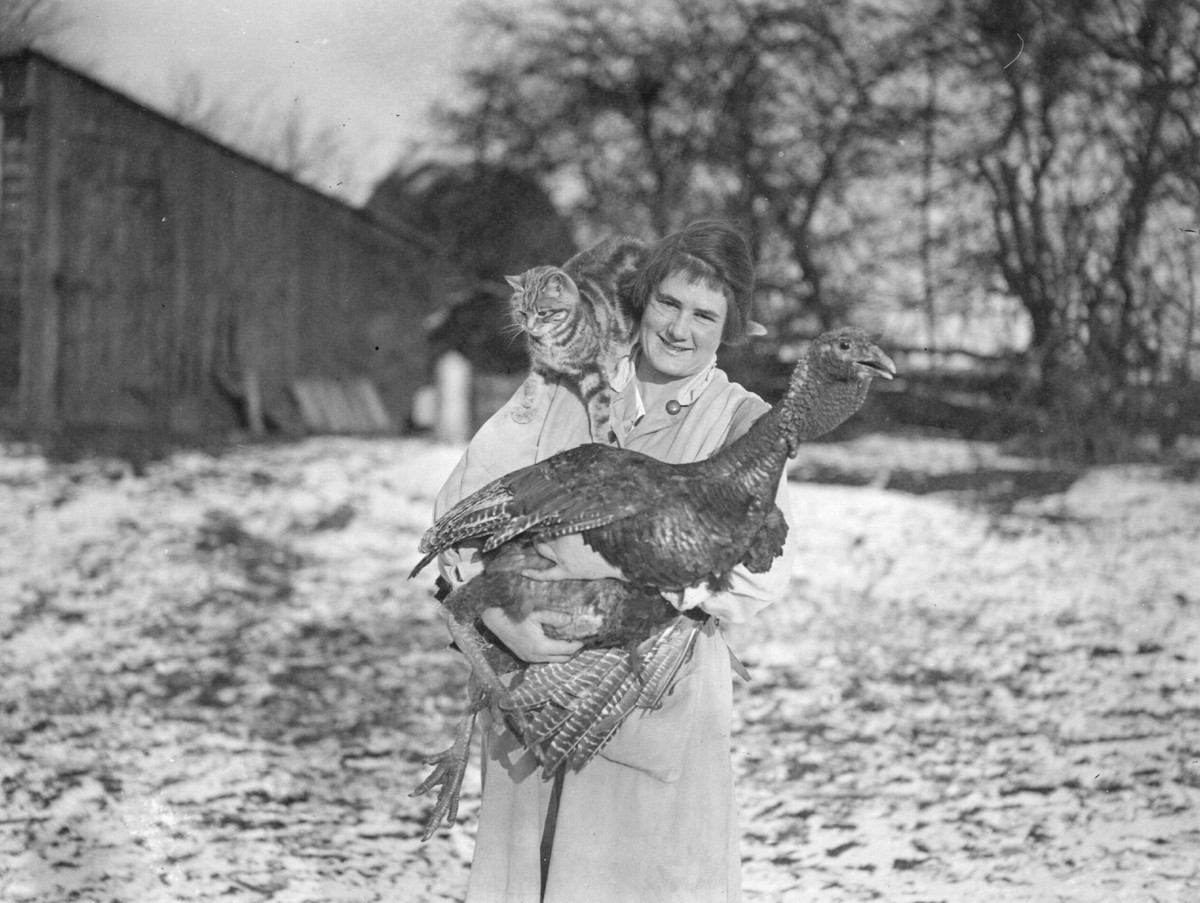 Women Hanging Out With Turkeys A Thanksgiving Tradition