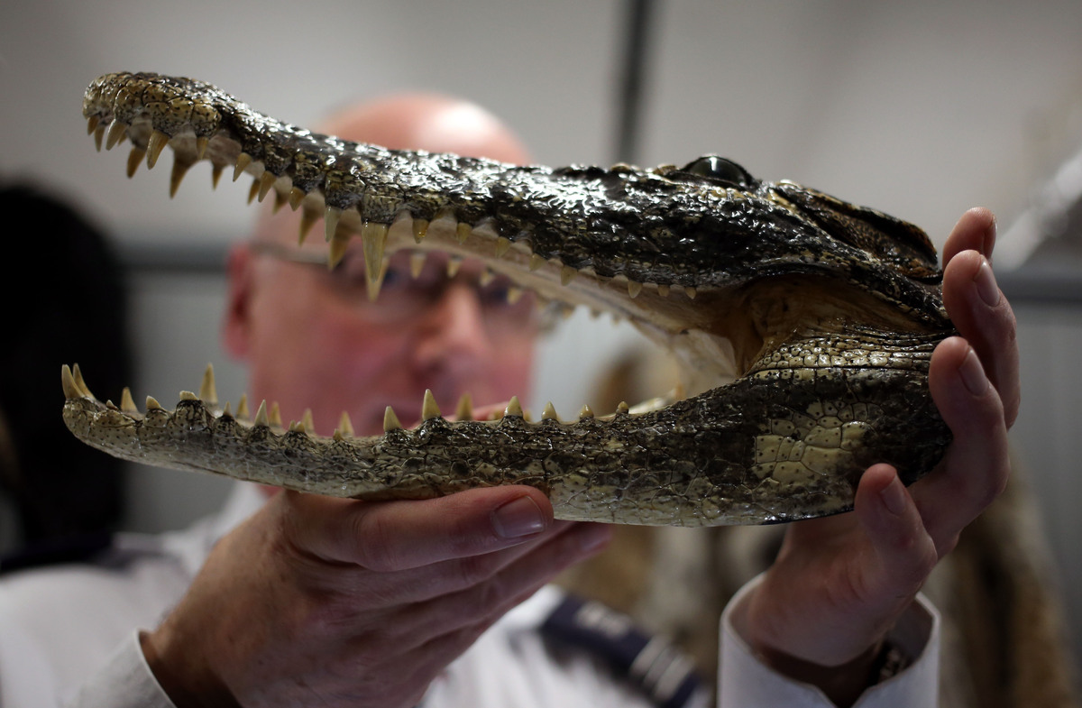 Illegal Animal Items Smuggled Into UK In Record Numbers (VIDEO