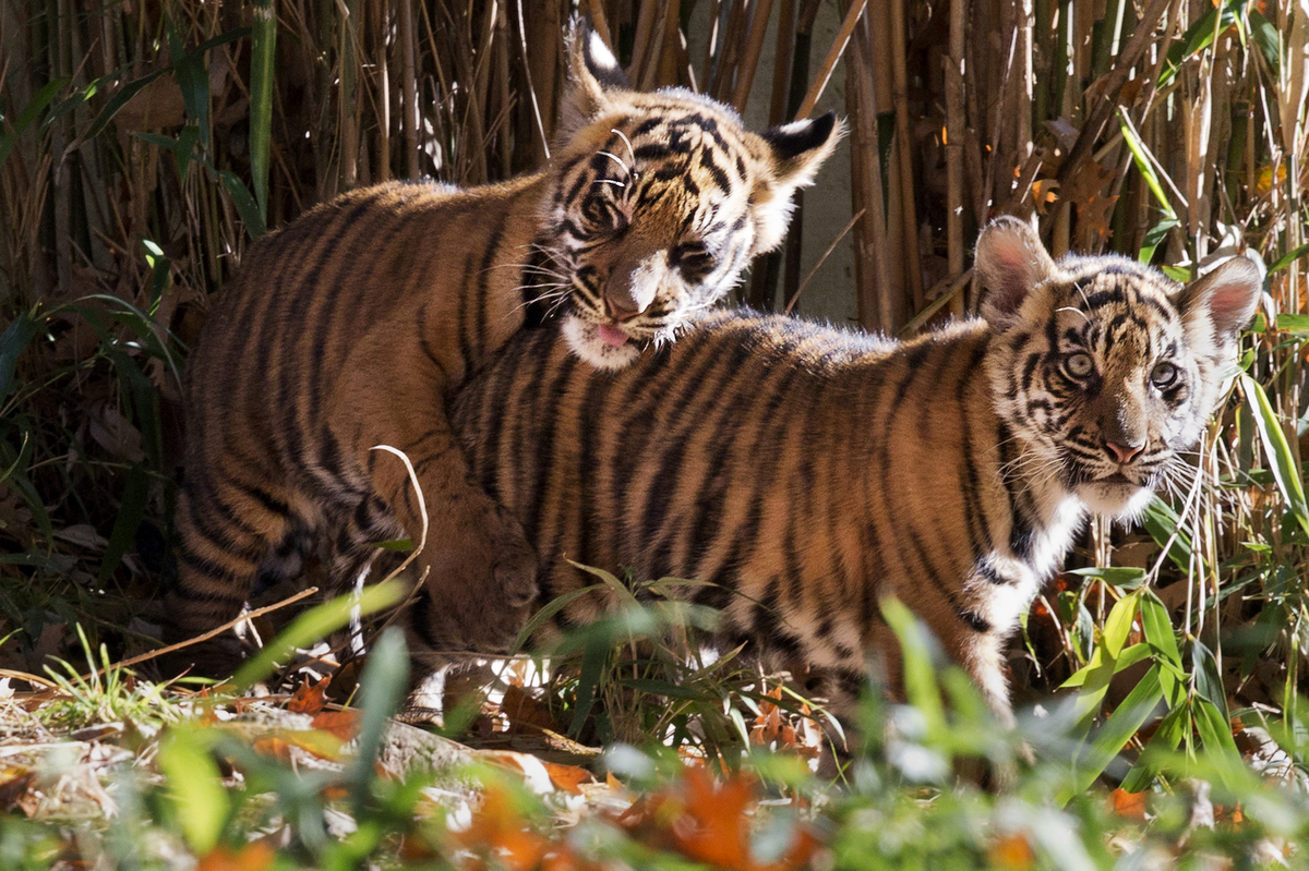 National Zoo Tiger Cubs Make Their Debut, Prove Two Is Cuter Than One ...