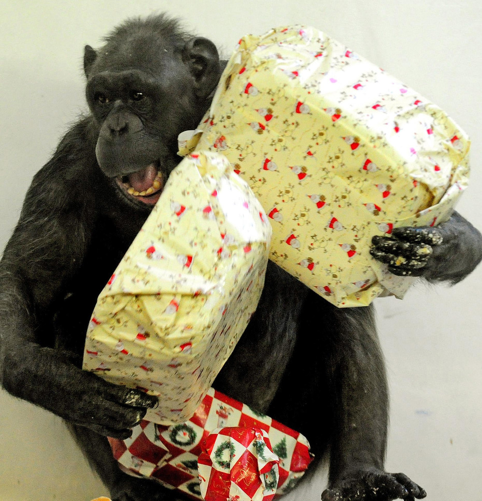 Animals Go Crackers At Christmas (PICTURES) HuffPost UK
