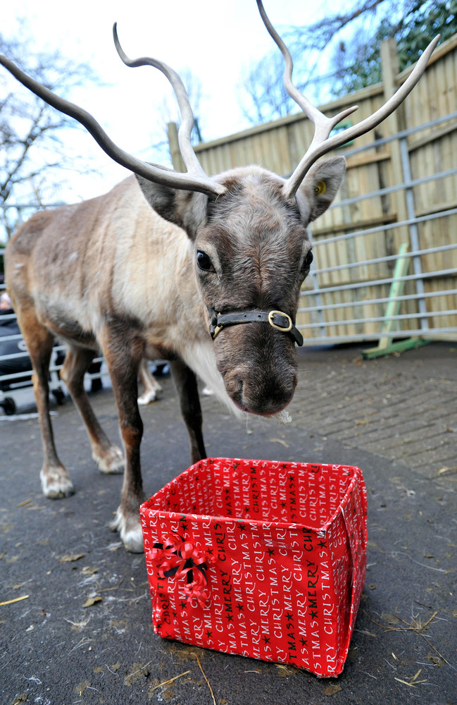 Animals Go Crackers At Christmas (PICTURES) HuffPost UK