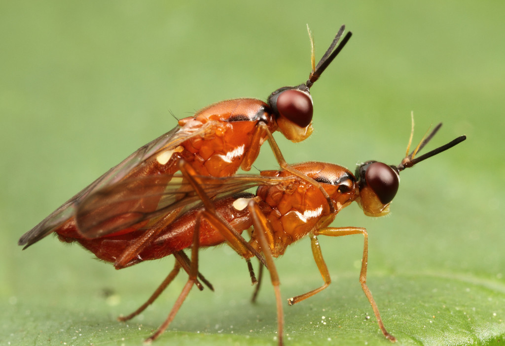Insects Sex 65