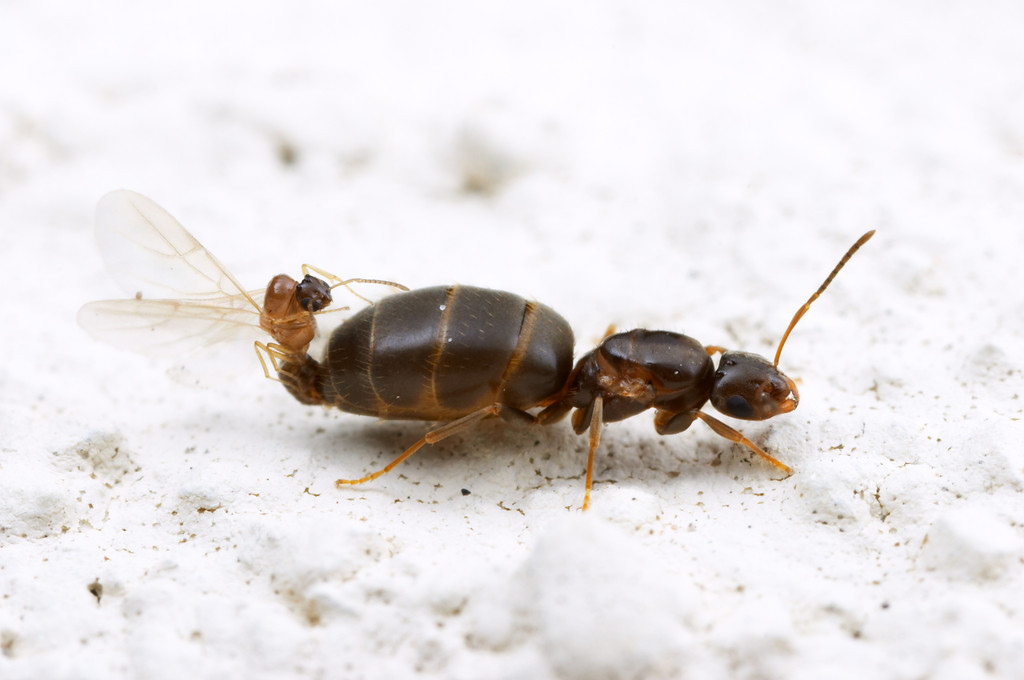 A Bug S Kama Sutra 10 Sex Positions To Try If You Re An Insect Photos Huffpost