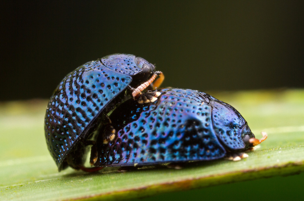 A Bug S Kama Sutra 10 Sex Positions To Try If You Re An Insect Photos Huffpost