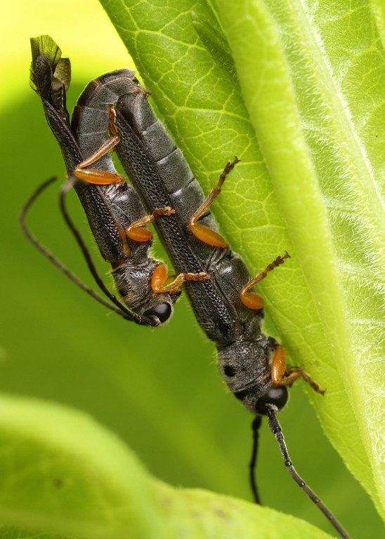 A Bug S Kama Sutra Sex Positions To Try If You Re An Insect PHOTOS HuffPost