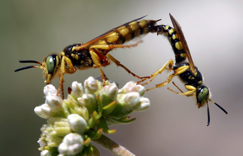 A Bug S Kama Sutra 10 Sex Positions To Try If You Re An Insect Photos Huffpost