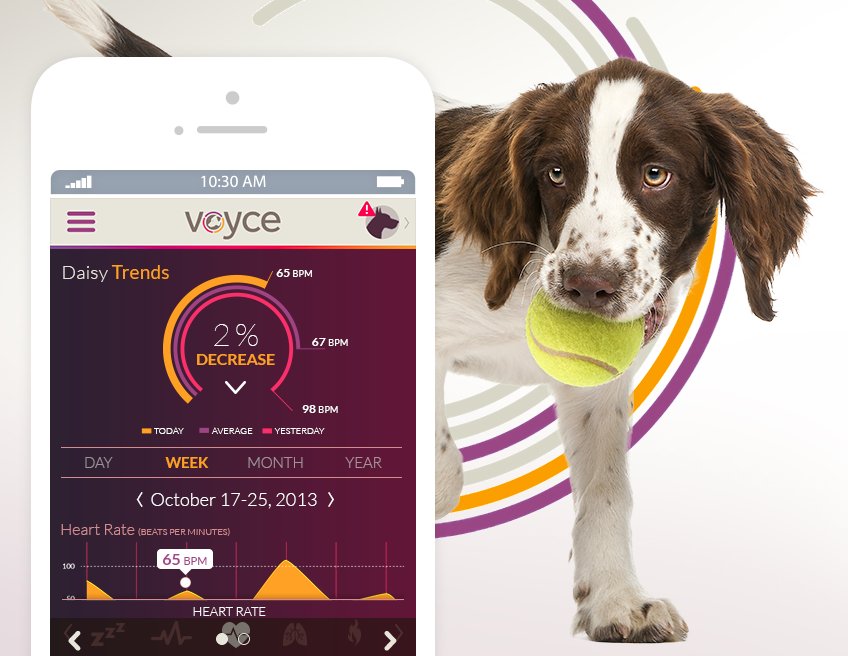 'Voyce' Fitness Tracker For Dogs Is Not As Strange As It Looks