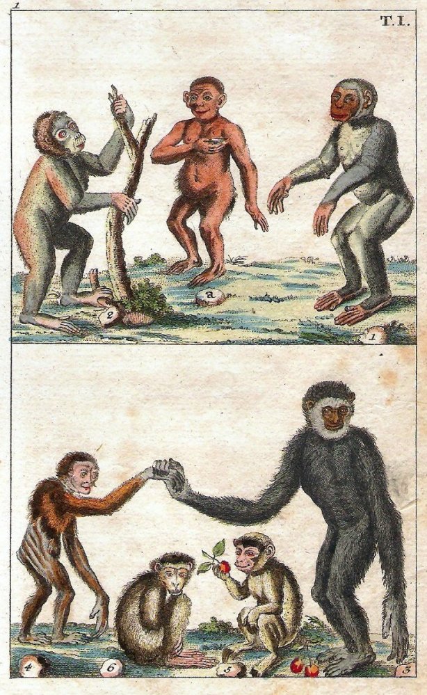 planet of the apes essay questions The planet of the apes community note includes chapter-by-chapter summary and analysis, character list, theme list, historical context, author biography and quizzes written by community members like you. planet of the apes essay questions The planet of the apes community note includes chapter-by-chapter summary and analysis, character list, theme list, historical context, author biography and quizzes written by community members like you.