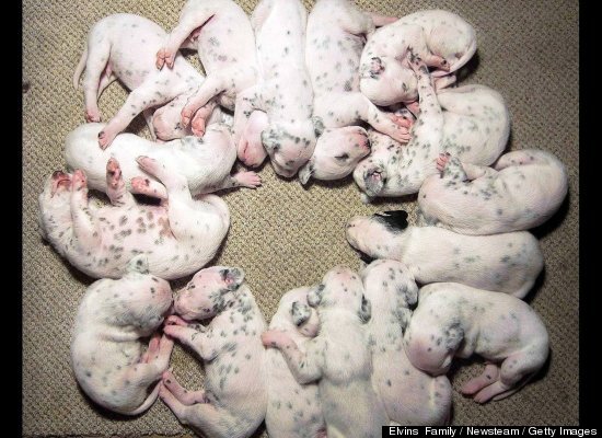 Adorable Dalmatian Puppy