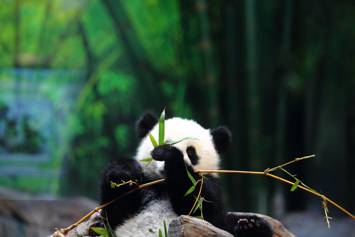 Panda Twins Born Via Artificial Insemination In China | HuffPost