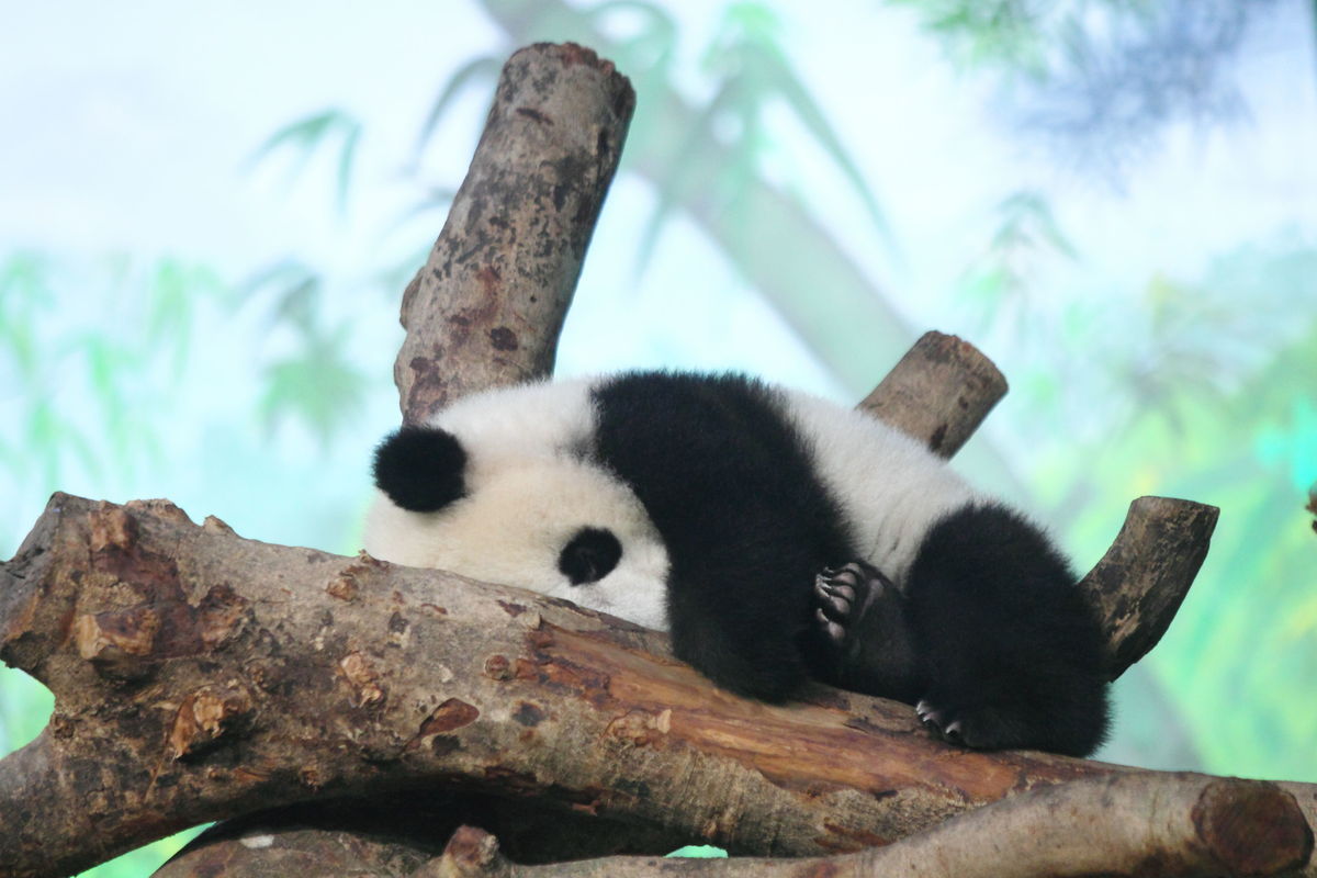 Panda Twins Born Via Artificial Insemination In China | HuffPost