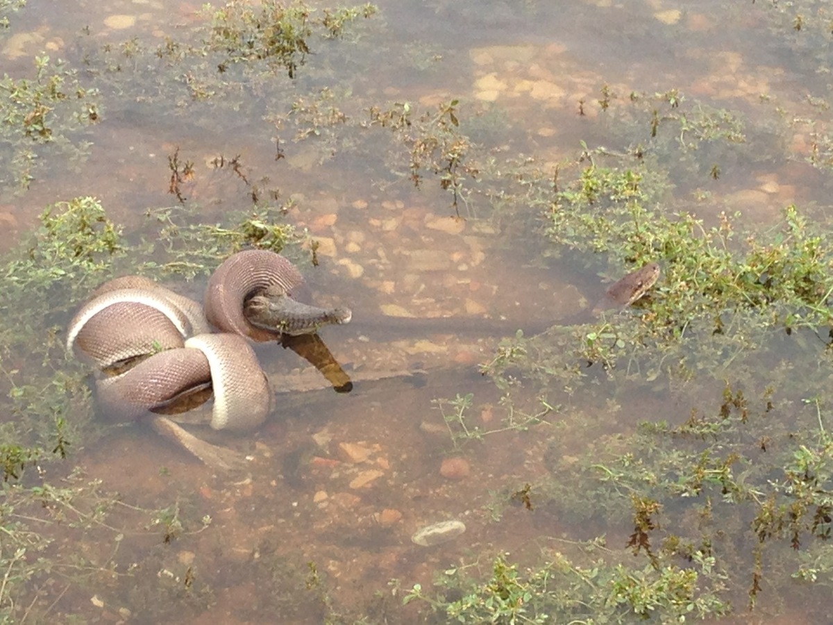 Escaped Snake On The Loose In Cumbria HuffPost UK