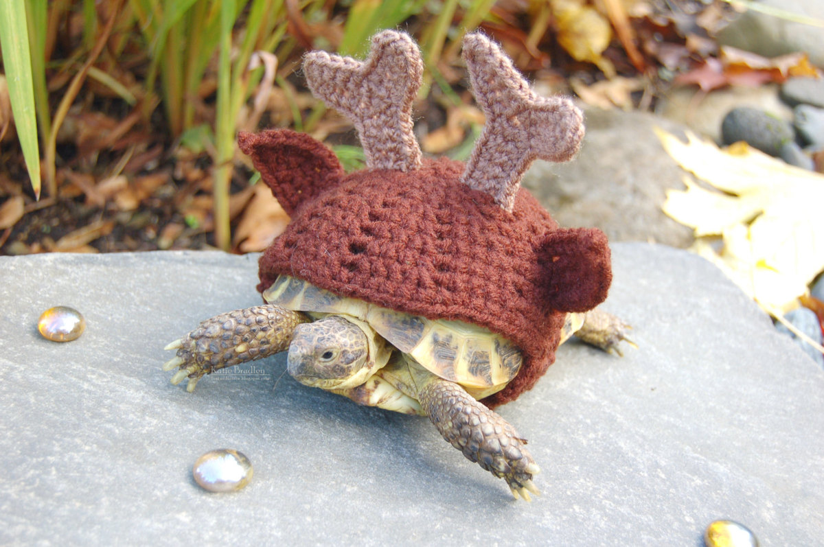 Snail And Tortoise Sweaters Really Do Exist, And They're Surprisingly