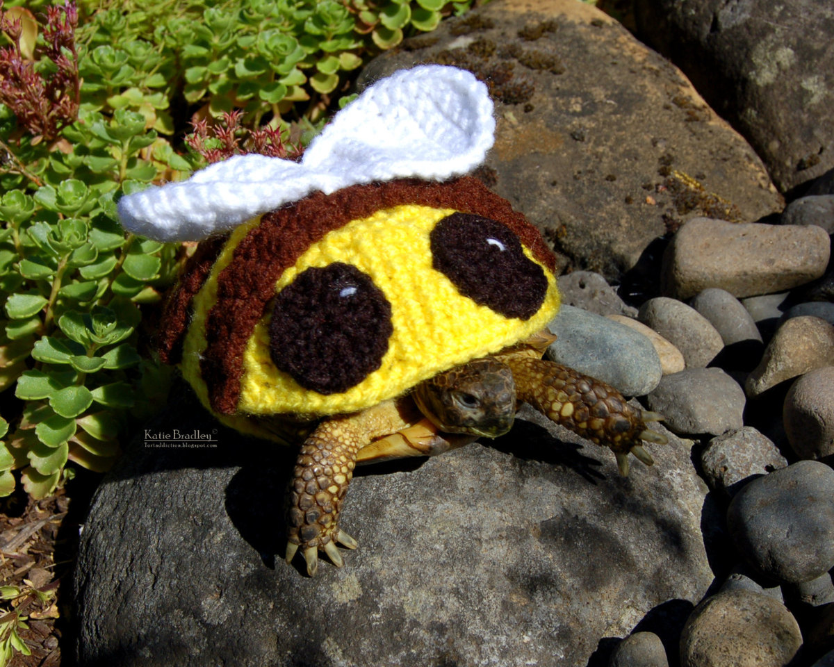 Snail And Tortoise Sweaters Really Do Exist, And They're Surprisingly