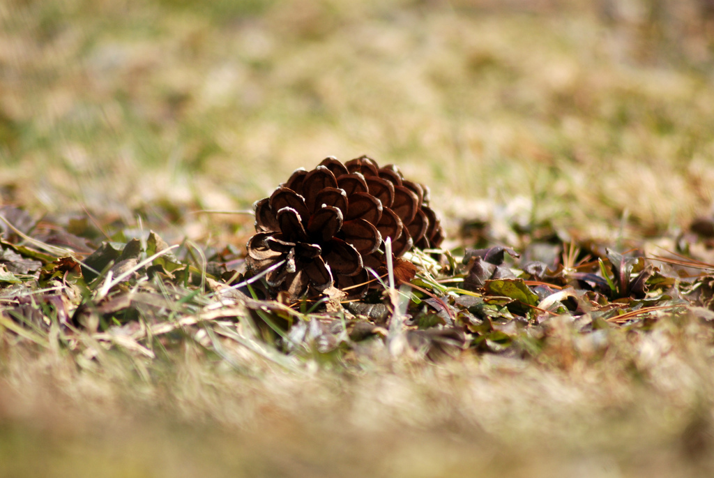 The Embarrassingly Obvious Truth About Where Pine Nuts Come From HuffPost