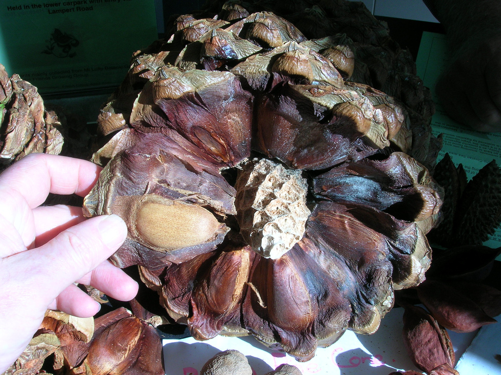 The Embarrassingly Obvious Truth About Where Pine Nuts Come From HuffPost