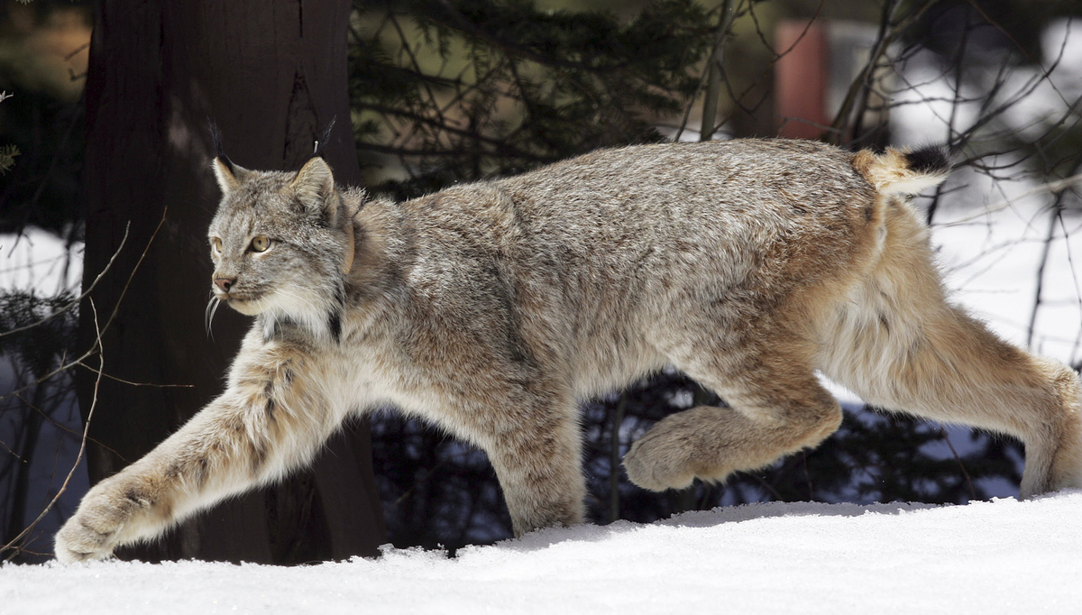 Climate Change Could Affect Your Favorite College Mascot, So Root For