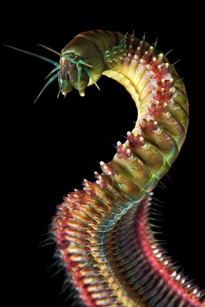 Bizarre Photos Of Underwater Worms Prove Nature Can Outdo Your Wildest Fantasies HuffPost
