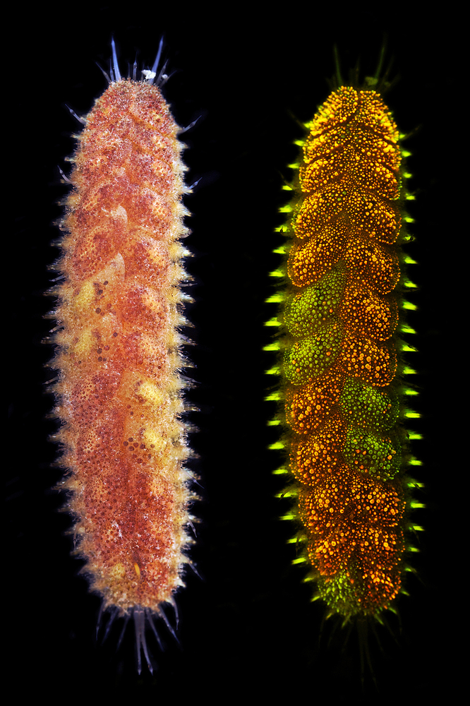 Weird Green Ribbon Worm Caught On Video In Taiwan HuffPost